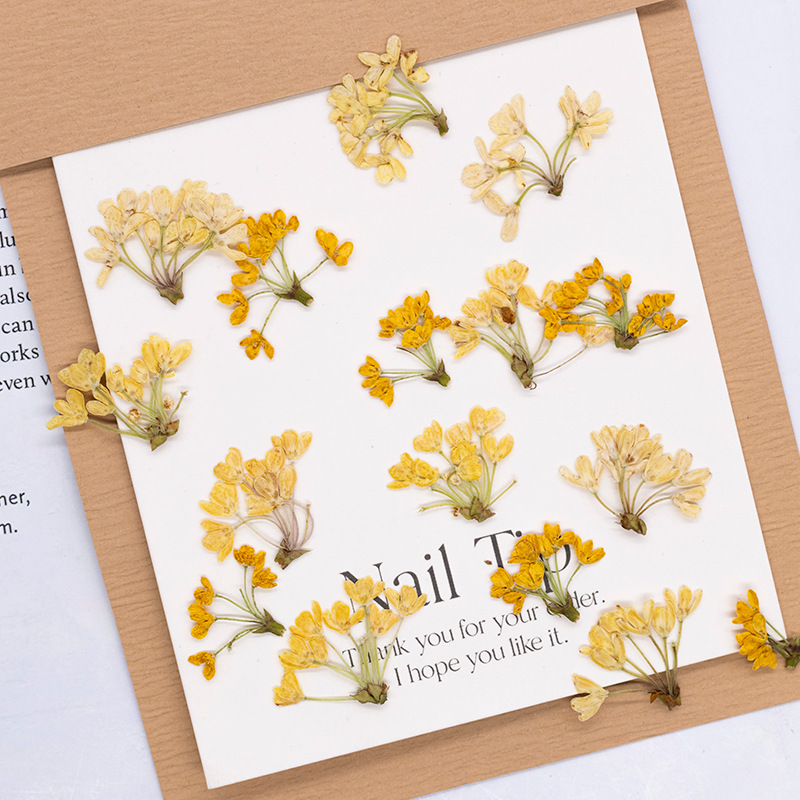 Dried Flower Bookmark - 24pcs, Bunga Asli Alami yang Dipres,